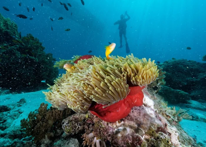 Red Sea Diving